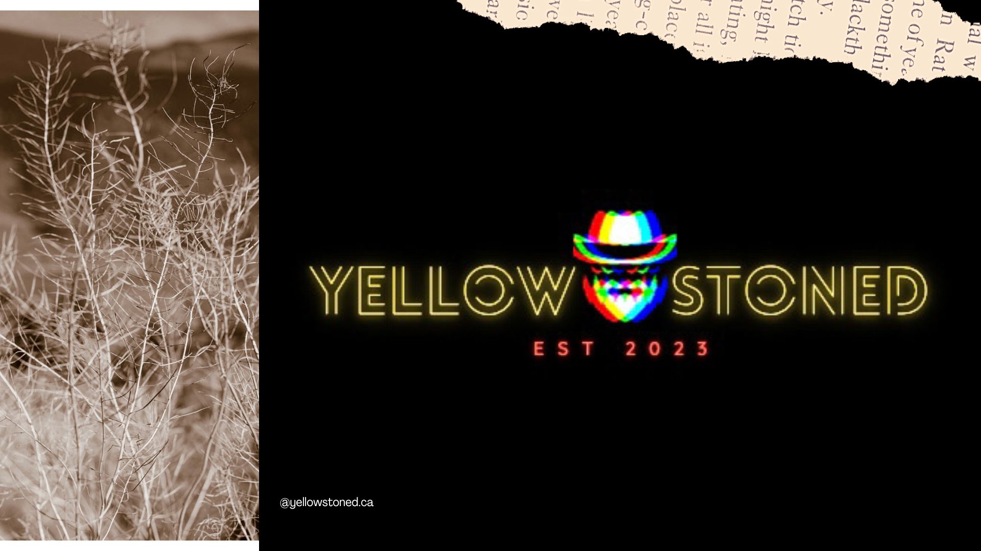 Yellowstoned. The newest brand to join the BCH family.