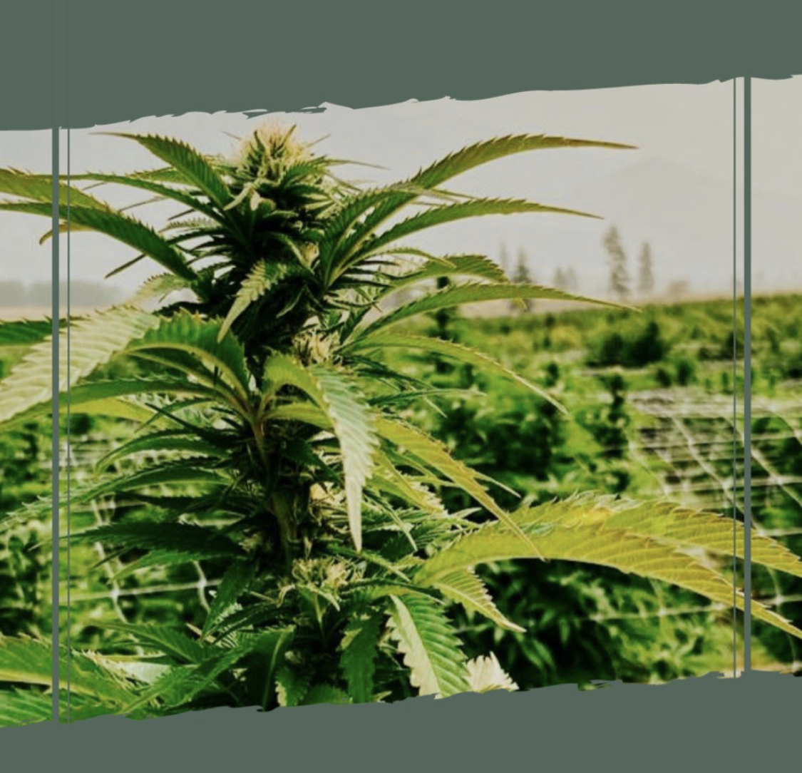 BCH RECEIVES ITS STANDARD CULTIVATION LICENSE!